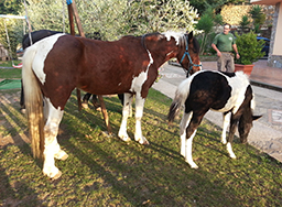agriturismo massa lubrense